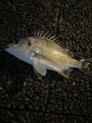 釣果