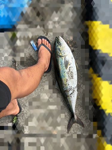 ワラサの釣果