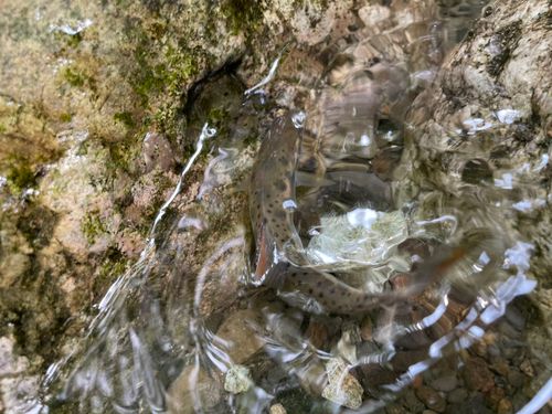 アマゴの釣果