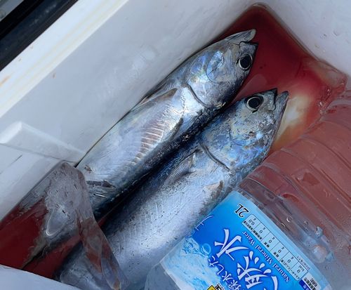 カツオの釣果