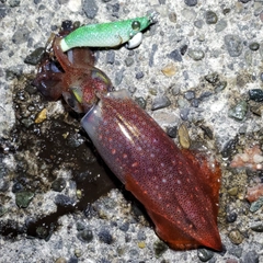 ケンサキイカの釣果