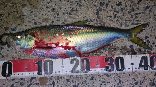 ヒラの釣果