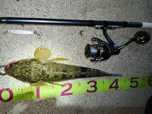 マゴチの釣果
