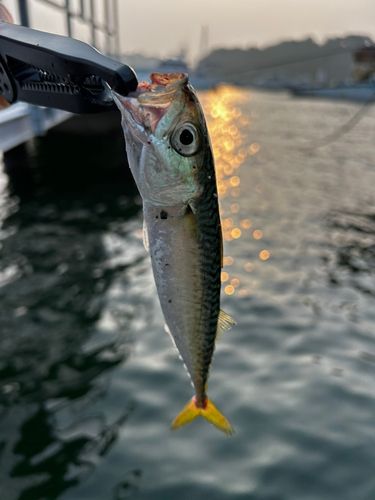 サバの釣果