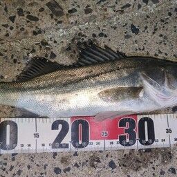 セイゴ（マルスズキ）