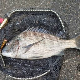 クロダイ