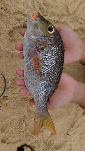 クチナジの釣果