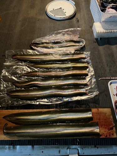 ニホンウナギの釣果