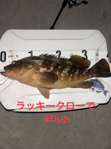 アコウの釣果