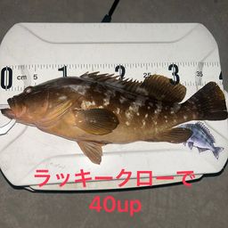アコウ