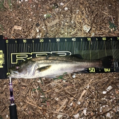 スズキの釣果
