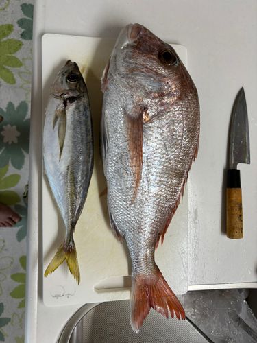 マダイの釣果