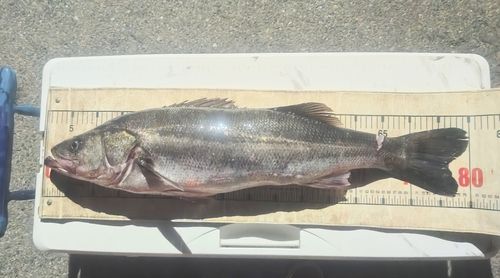 スズキの釣果