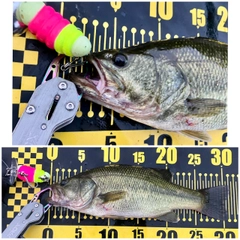 ブラックバスの釣果