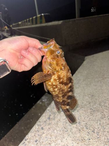 アラカブの釣果