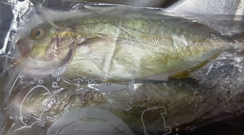 ショゴの釣果