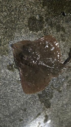 コモンカスベの釣果