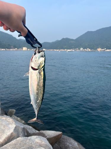 カツオの釣果
