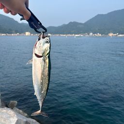 カツオ