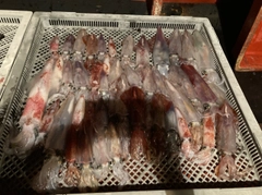 ケンサキイカの釣果