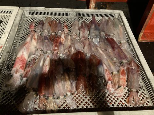 ケンサキイカの釣果