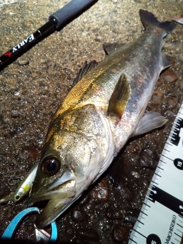 シーバスの釣果