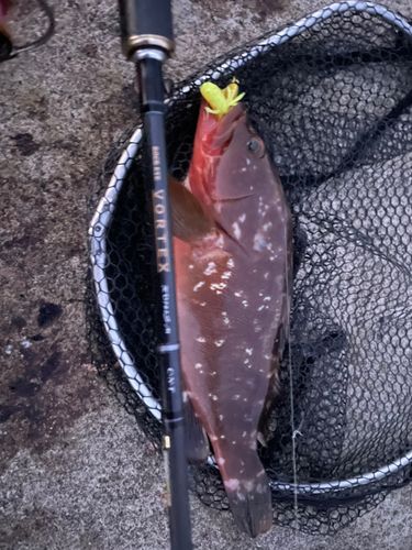 キジハタの釣果