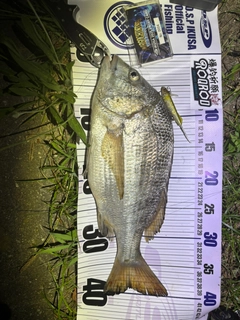チヌの釣果