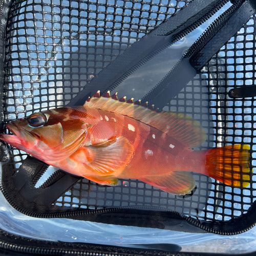 アカハタの釣果