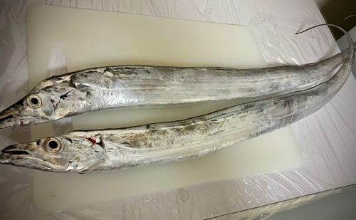 タチウオの釣果