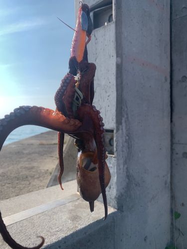 タコの釣果