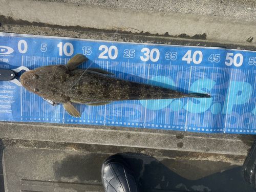 マゴチの釣果