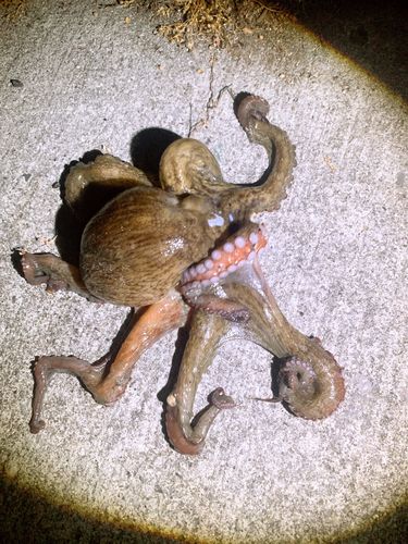 タコの釣果