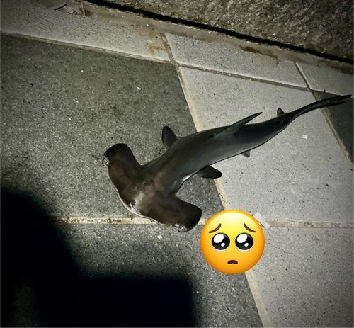 ハンマーヘッドシャークの釣果