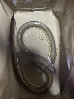 ウナギの釣果