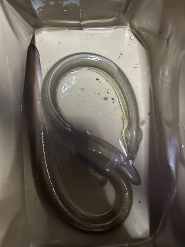 ウナギの釣果