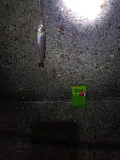 シロギスの釣果