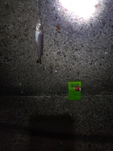 シロギスの釣果