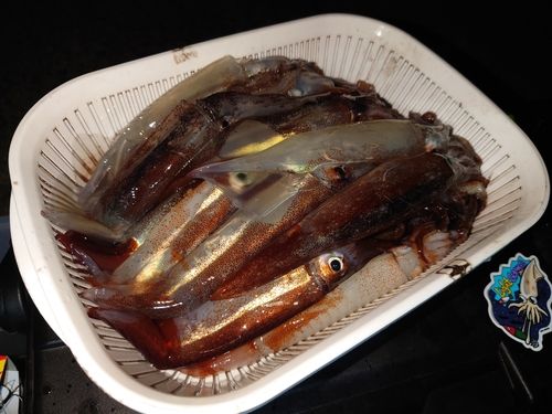 イカの釣果