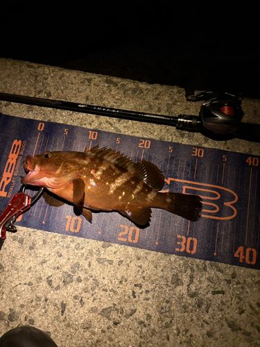 キジハタの釣果