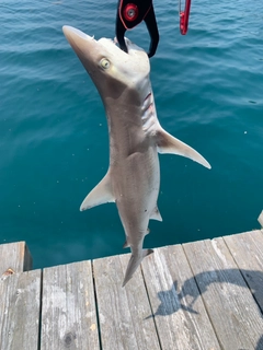 サメの釣果
