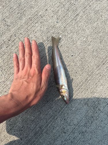 シロギスの釣果