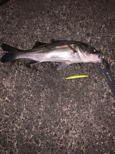 セイゴ（マルスズキ）の釣果