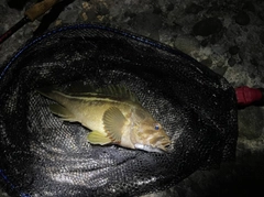 マゾイの釣果