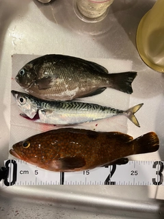 キジハタの釣果