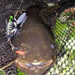 ウナギ