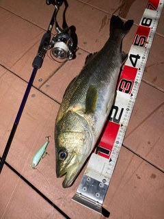 シーバスの釣果