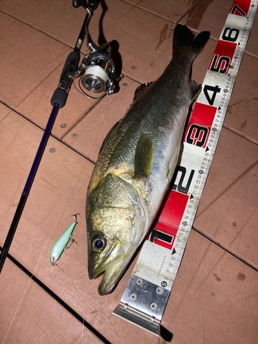 シーバスの釣果