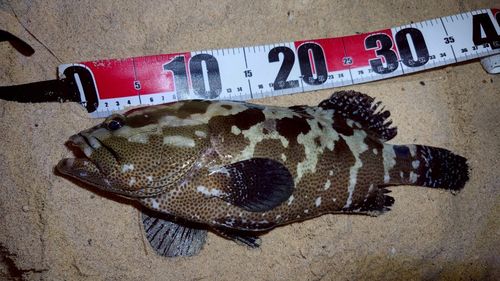 マダラハタの釣果