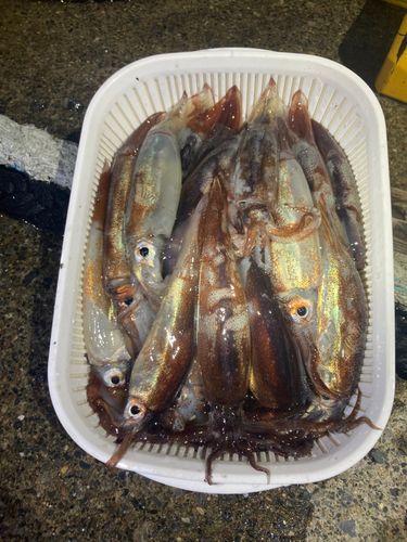 スルメイカの釣果